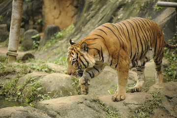 Fototapeta na wymiar The Malayan tiger (Panthera tigris tigris)