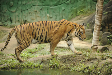 Fototapeta na wymiar The Malayan tiger (Panthera tigris tigris)