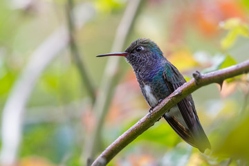 Perched Sapphire-spangled Emerald hummingbird. Afonso Claudio, Espirito Santo, Brazil.