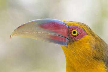 Closeup of a Saffron Toucanet (Pteroglossus bailloni). Vargem Alta, Espirito Santo State, Brazil.
