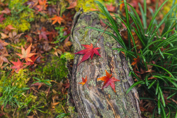 maple leaf drop rainforest ground in autumn season nature background