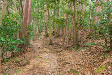 pathway for walk into deep forest