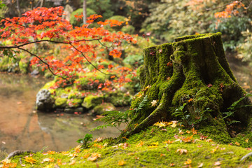 Kyoto Autumn Coloful Season Red Maple Leaf Garden with green moss on tree