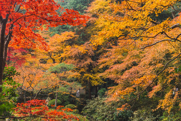 Kyoto Autumn Coloful Season Red Maple Leaf Garden.