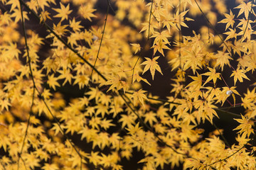 Maple leaf in Autumn Season Beautiful Nature Background