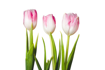 Three pink tulip flowers isolated on white background.