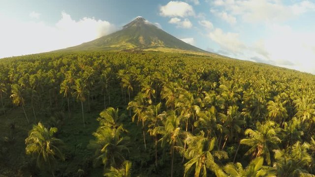 Mayon Volcano near Legazpi city in Philippines. Aerial view over the palm jungle and plantation at sunset. Mayon Volcano is an active volcano and 2462 meters high.