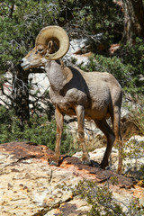 Bighorn Sheep Ram