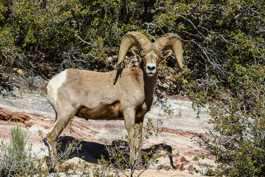 Bighorn Sheep Ram