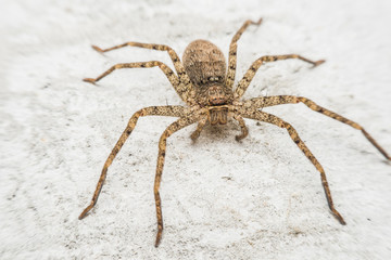 Thai spiders