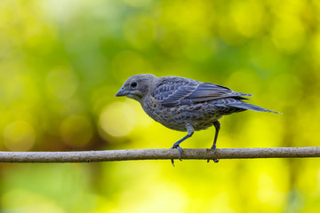 Cassin's Finch perched on twig with colorful blurred background