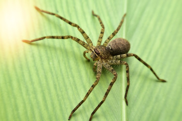 Thai spiders