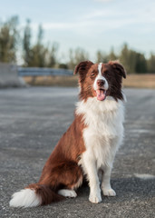 Good young purebred Australian Shepherd herding and working dog sitting at attention on a paved country road looking ahead at camera viewer with bokeh background