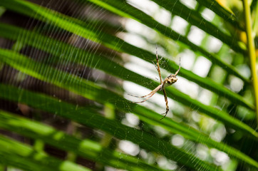 a small spider in its web with palm leaves in the background, very close