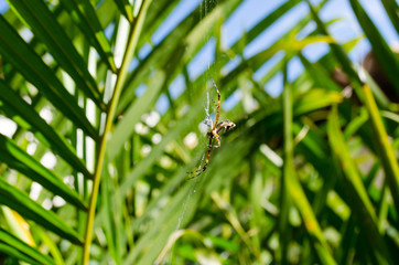 a small spider in its web with palm leaves in the background, very close
