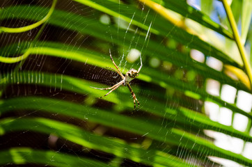 a small spider in its web with palm leaves in the background, very close