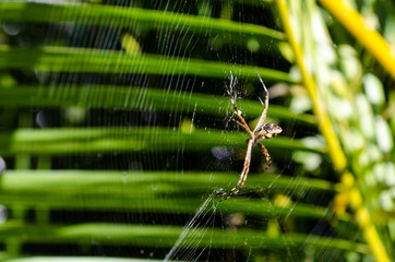 a small spider in its web with palm leaves in the background, very close