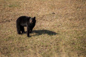 Wild Black Bear