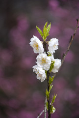 白い桃の花