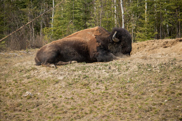 Wild Bison