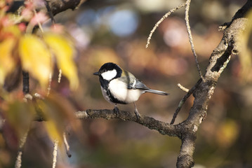 シジュウカラと秋の森