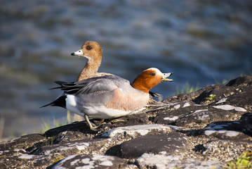 餌を喉に詰まらせたオス鴨と呆れるメスヒドリガモ
