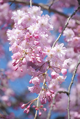 満開の桜と青い空
