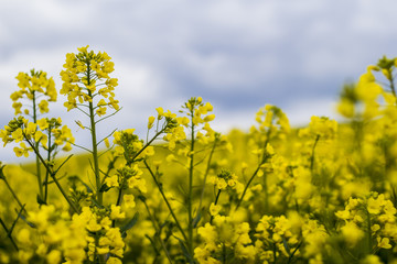 Close up on ayellow rape field under a cloudy sky