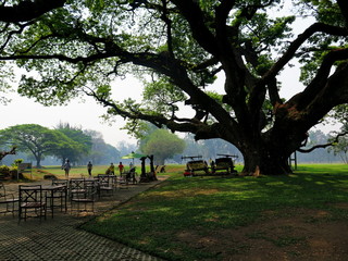 Big rain tree or East Indian Walnut (Leguminosaeor) in the garden of golf court, lawn mowers, table and chair with some people around the shading of tree, preparing outdoor party concept 
