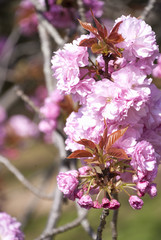 八重桜と晴れた日