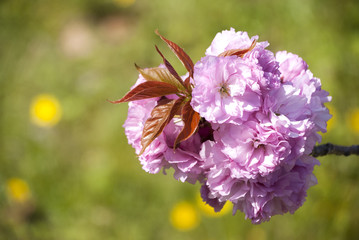 八重桜とタンポポ
