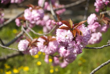 八重桜、快晴、タンポポ