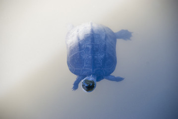 池と幻想的な亀