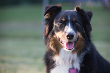 Astralian Shepherd at attention