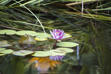 睡蓮の花と池に地湧金蓮の反射