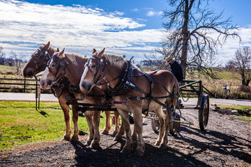 Horses at Work