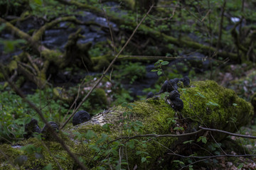 Deep in a bavarian forest