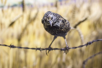 Bird sitting on barbed wire watching you