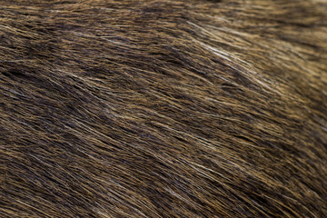 Close up on brown fur