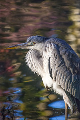 アオサギと紅葉の池