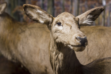 Young deer is watching you