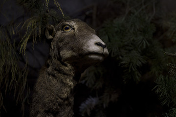 Sceptic goat with yellow eyes watches at you