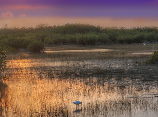 Obraz na płótnie Canvas orange sunset over everglades lake with egret