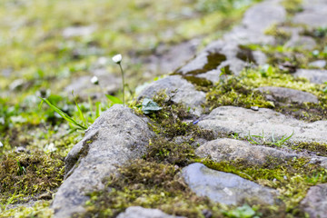 Kleines Gänseblümchen wächst langsam