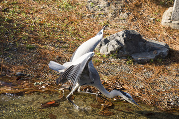 羽ばたくアオサギ