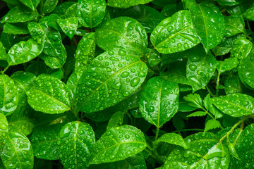 Beautiful green leaf with drops of water