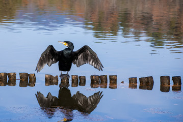 カワウと紅葉、池