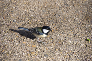 シジュウカラとカメムシ