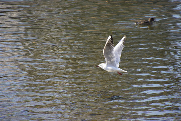 水辺のユリカモメ