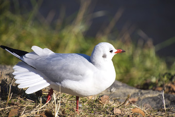 くつろぐユリカモメ